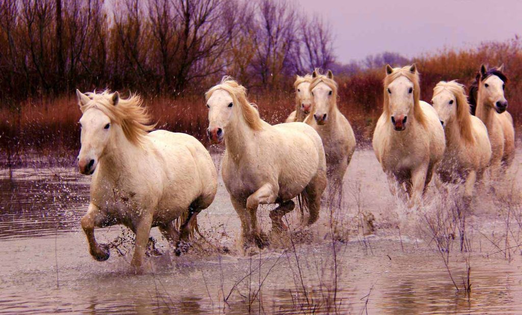 A small herd of white horses run threw a shallow lake.